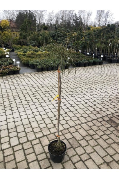 Туя складчаста Віпкорд на штамбі саджанці